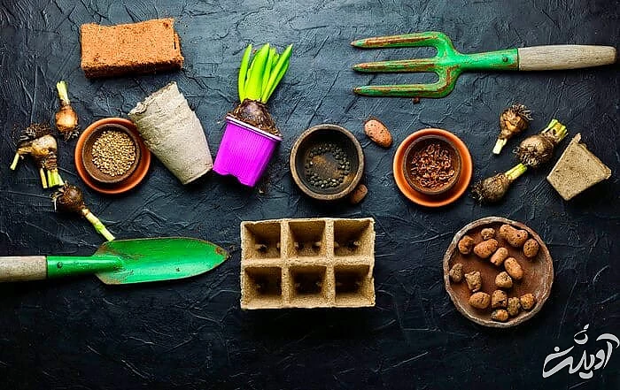 تکثیر گل سنبل